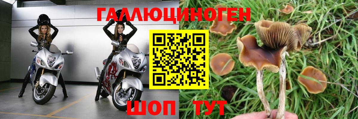 Псилоцибиновые грибы Psilocybe  Вход с VPN  Ликино-Дулёво 
